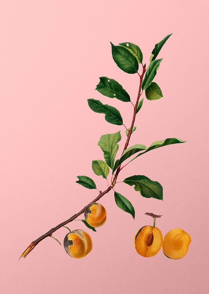 Vintage Apricot on Pink