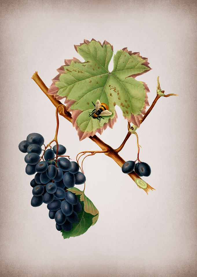 Grape Drawing on Parchment