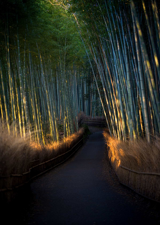 Shiny Bamboo Forest