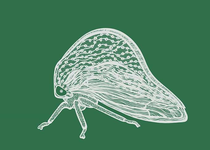 Treehopper Insect Ink Art
