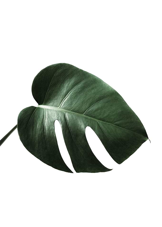 Monstera Leaf