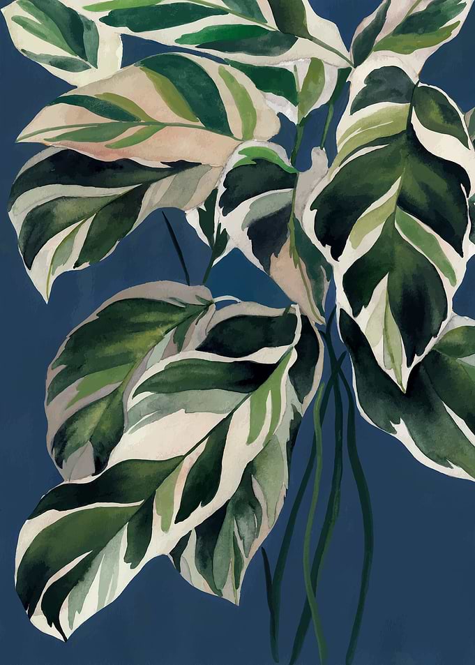 Calathea illustration 1
