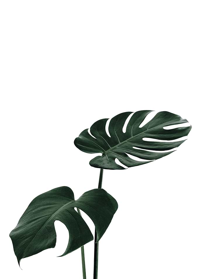 Monstera Leaf