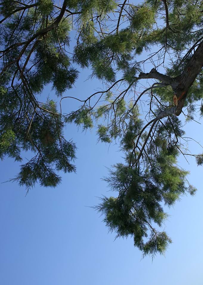 Trees in blue sky macro