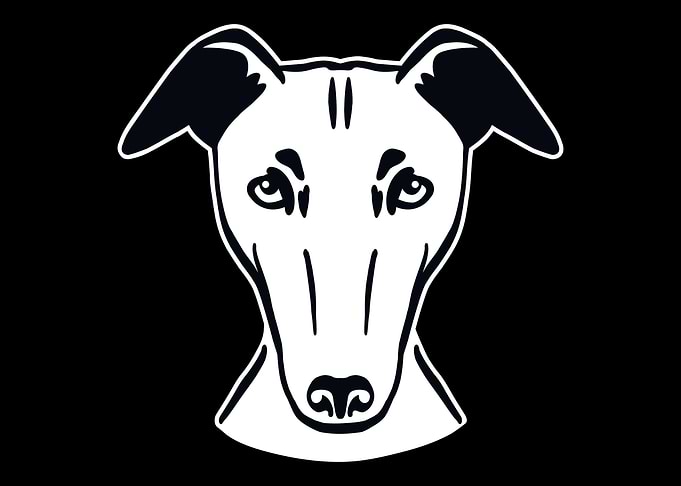 Whippet