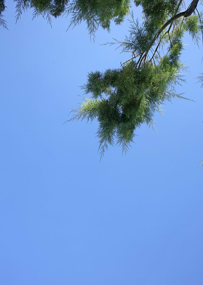 Trees in blue sky macro