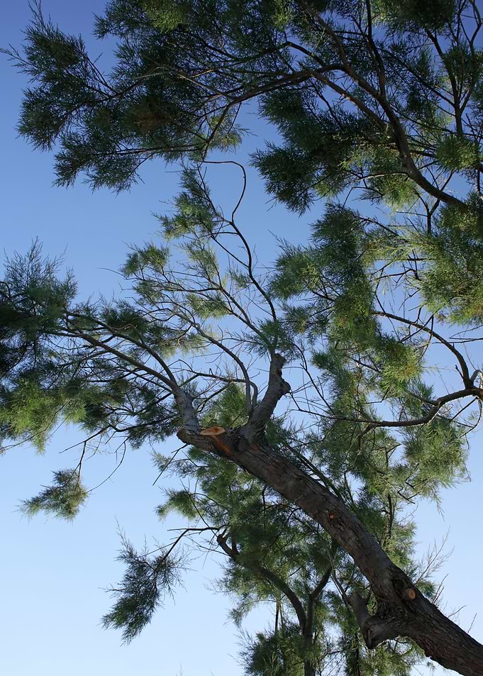 Trees in blue sky macro