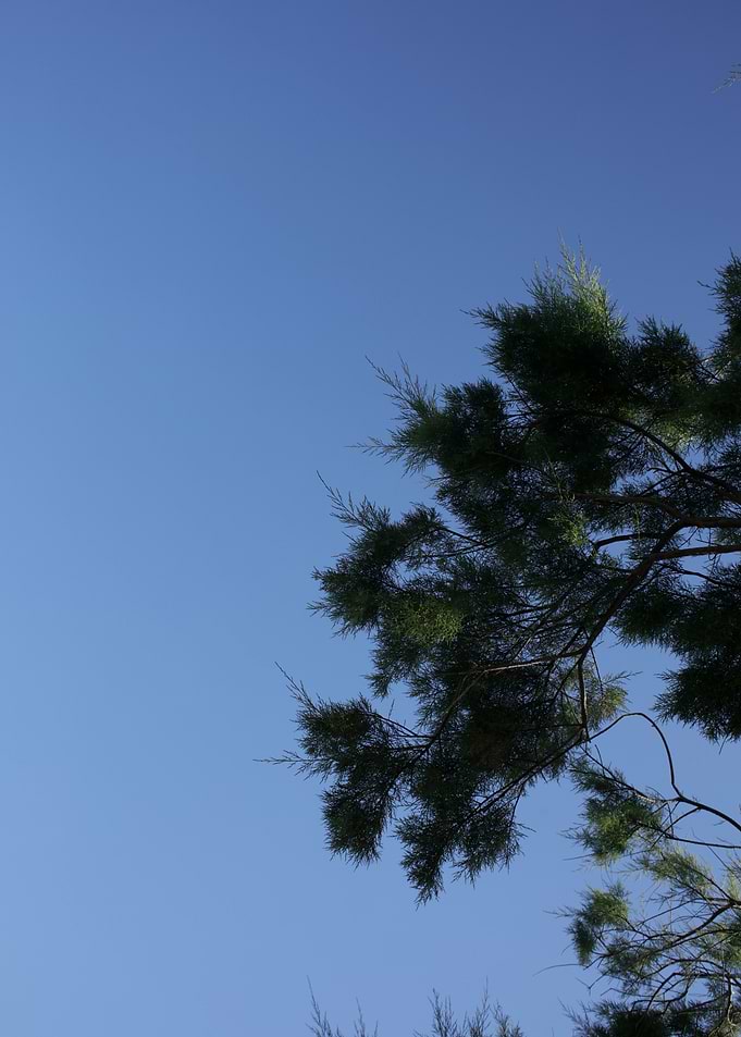Trees in blue sky macro