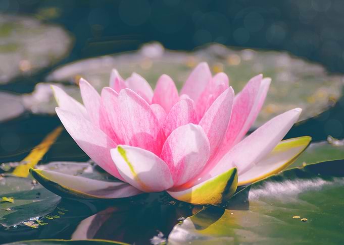 Waterlily Flower