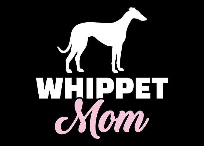 Whippet