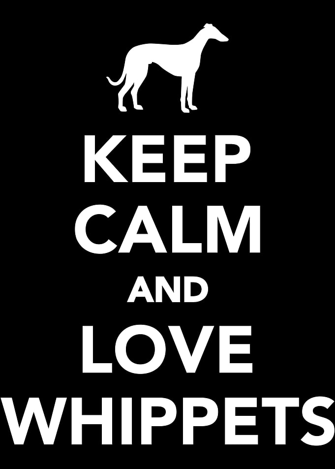 Whippet