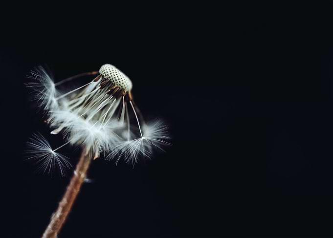 Dandelion