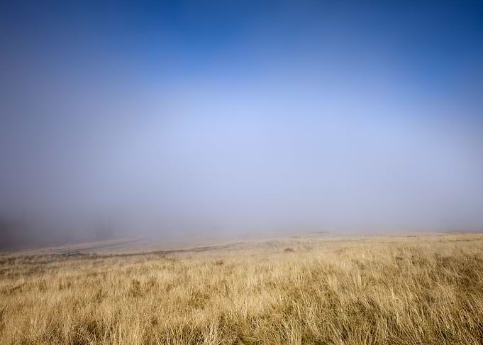 Misty Meadow