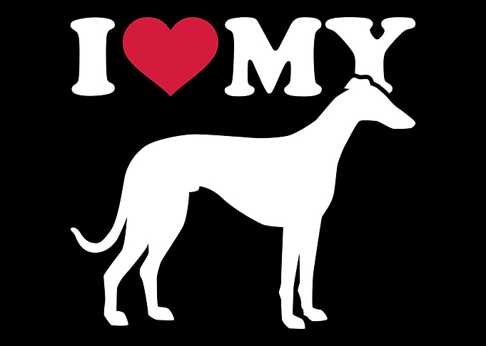 Whippet