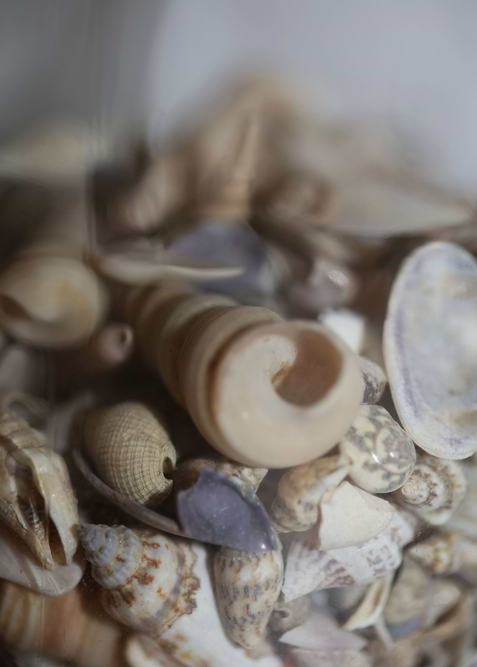 Greek shells on elafonisi