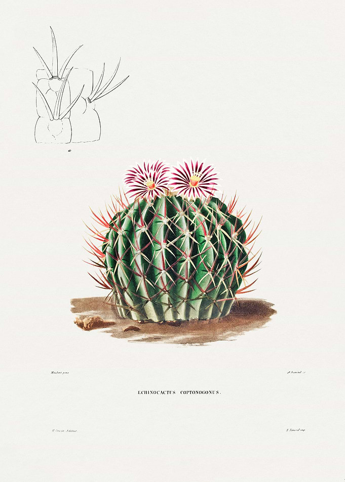 Echinocactus Coptonogonus