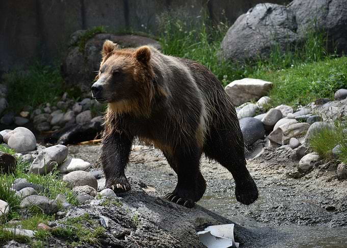 Brown Bear Walking