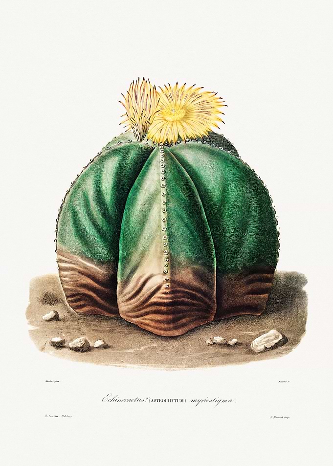 Bishop Cap Cactus