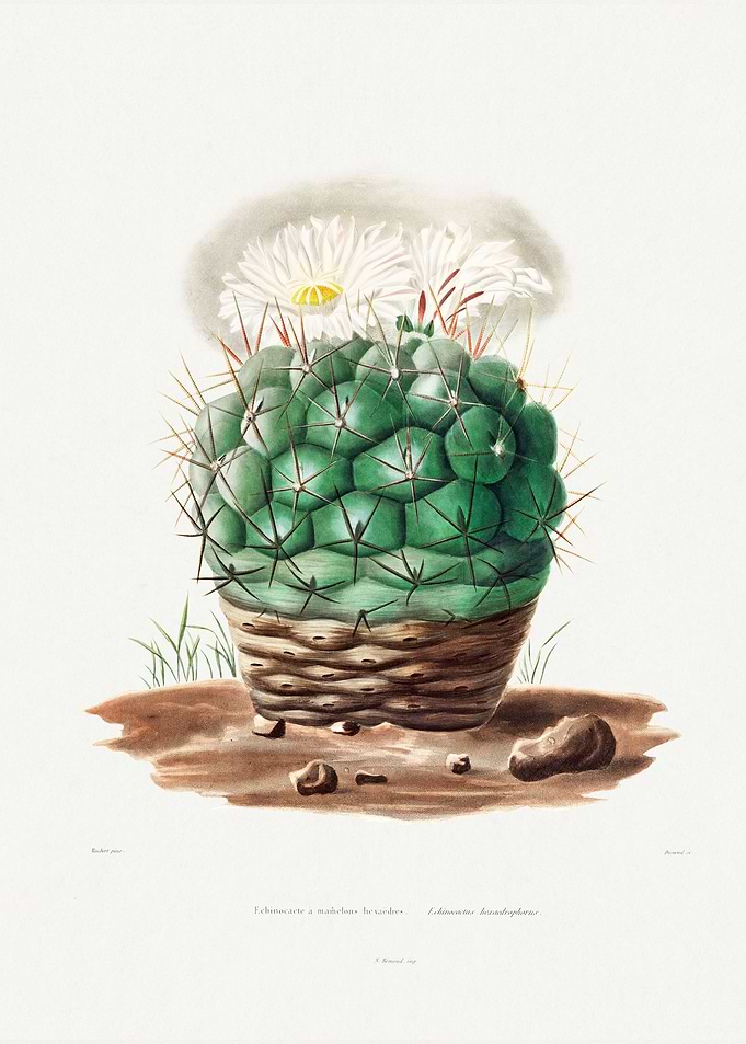 Echinocactus
