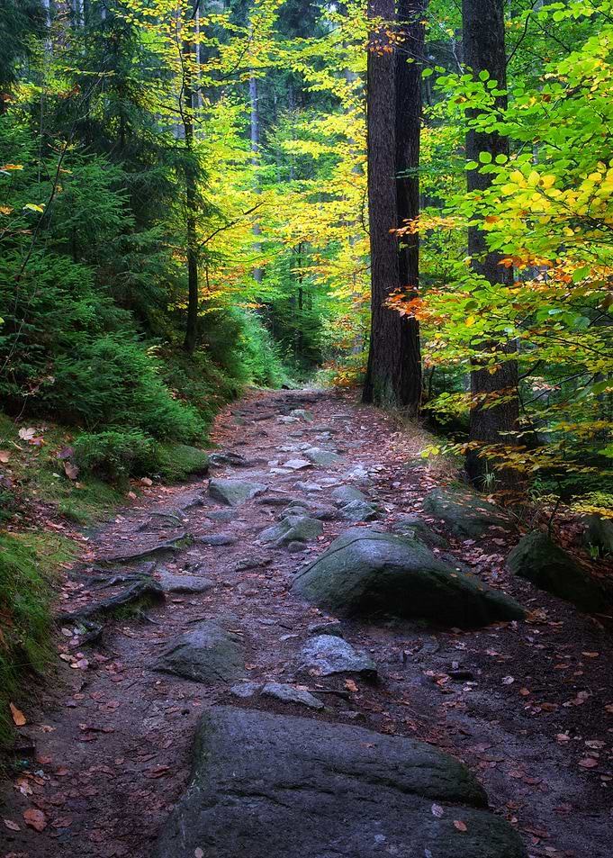 Footpath In Autumn Forest