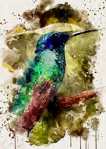 Watercolour Hummingbird