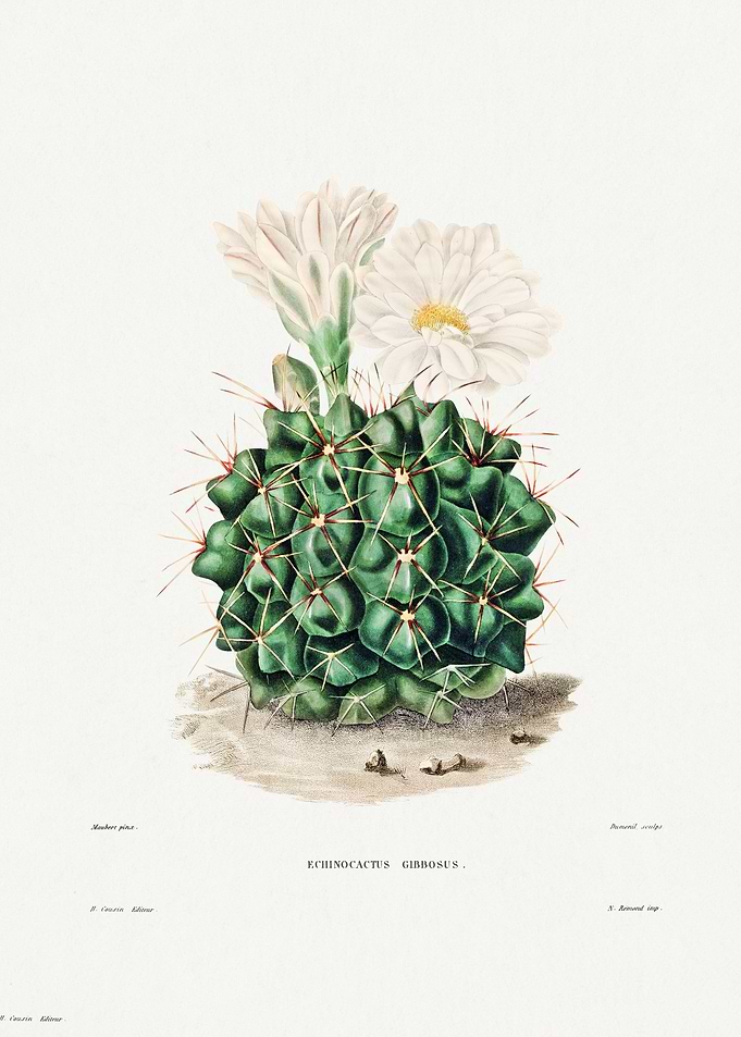 Black Chin Cactus
