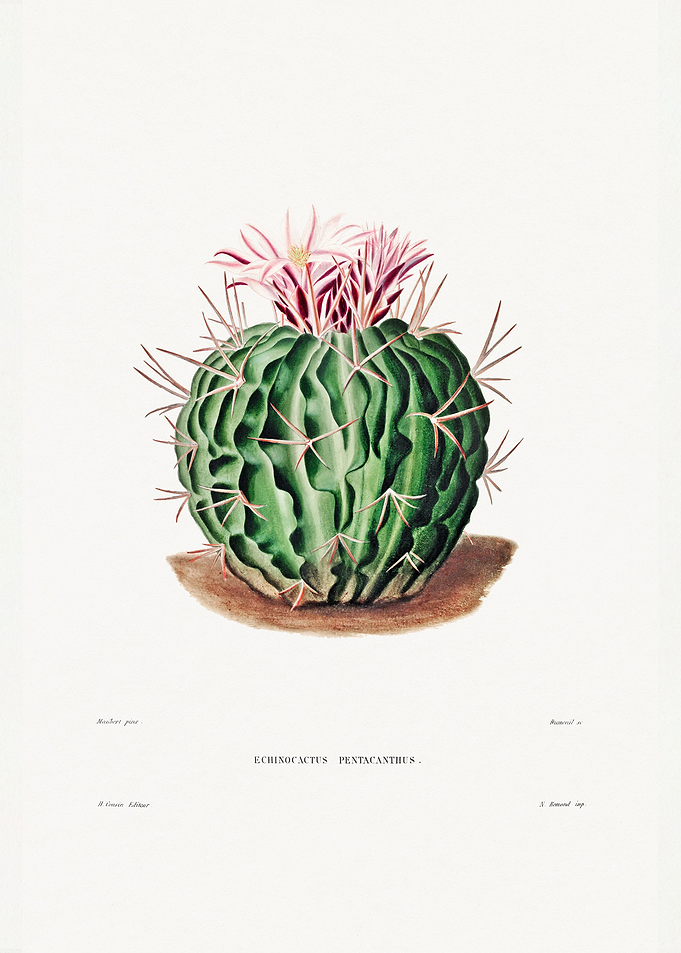 Echinocactus Pentacanthus