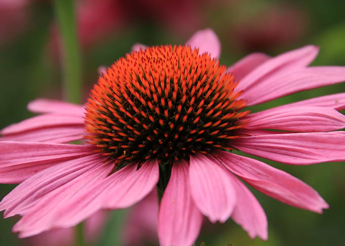 Pink Flower