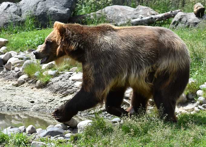Brown Grizzly Bear