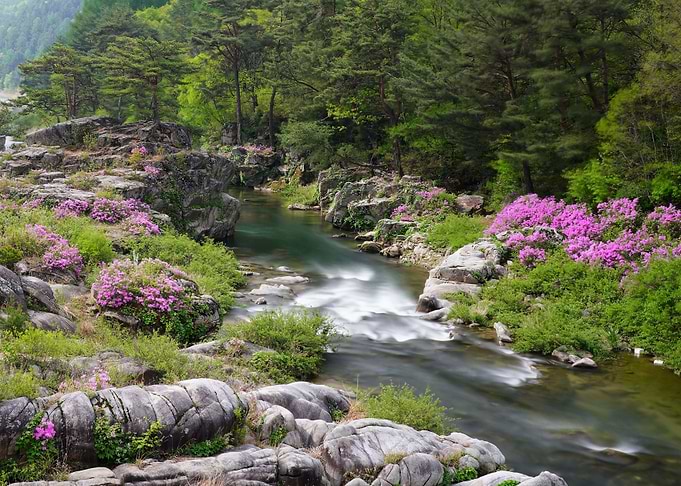 Azalea Flowers