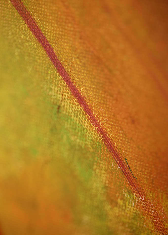 Colorful paint in canvas