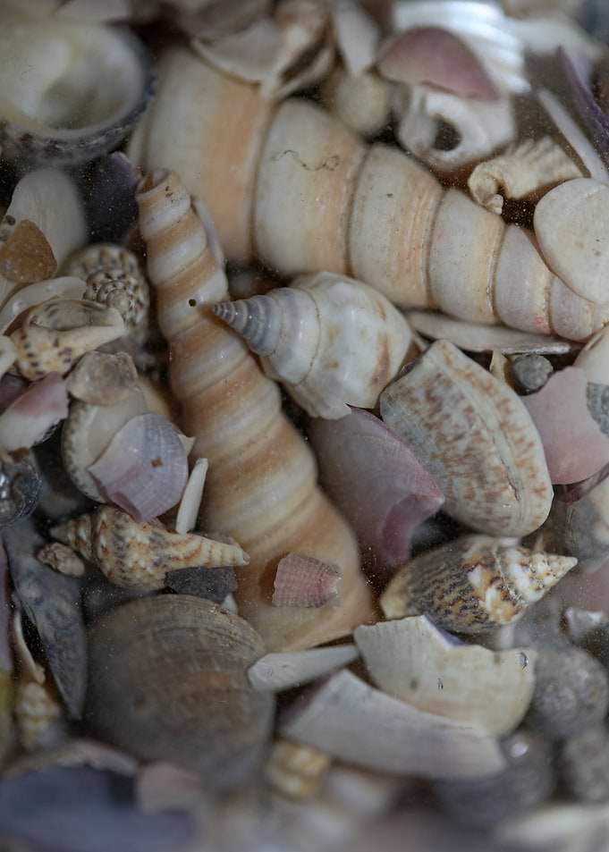 Greek shells on elafonisi