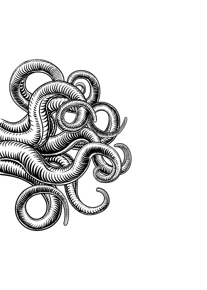 Octopus 04