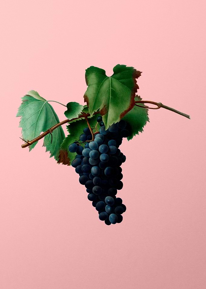 Vintage Grapes Art on Pink