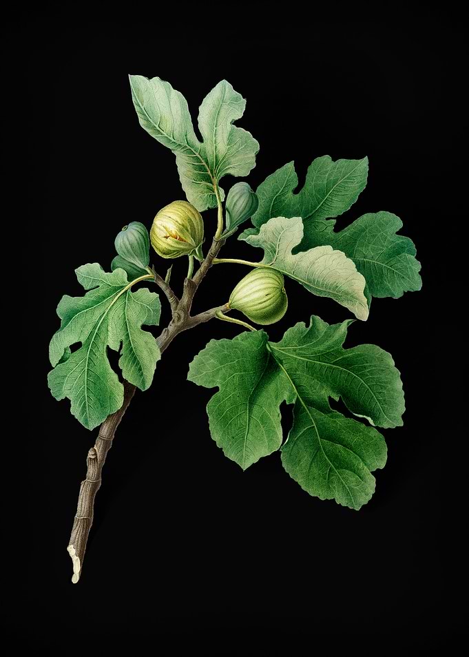 Vintage Fig Fruit Poster