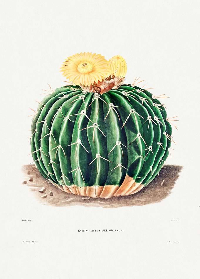 Parodia Sellowii