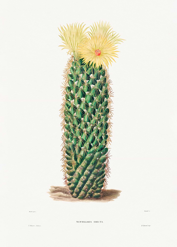 Hedgehog Cactus