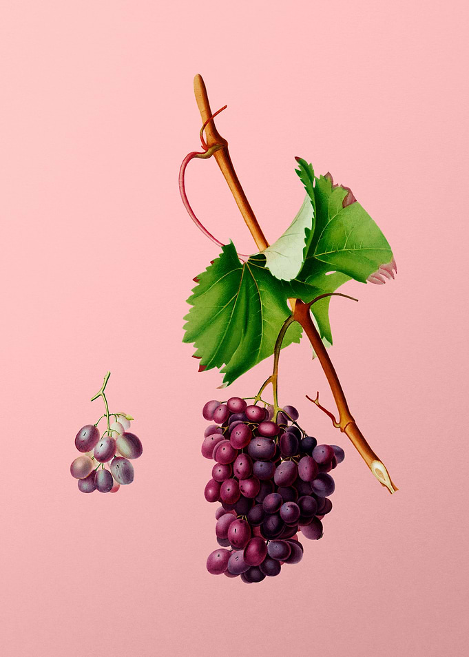 Vintage Grapes Art on Pink