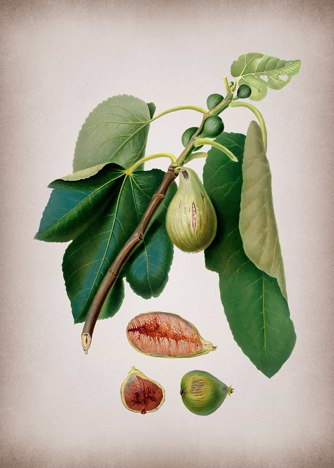 Vintage Monaco Fig Fruit
