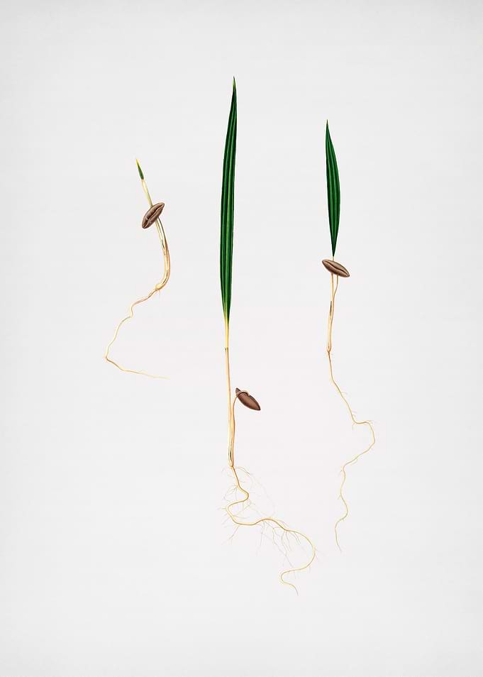 Vintage Date Palm Fruit