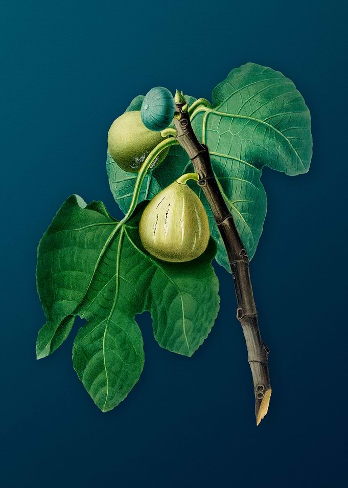 Vintage Figs Illustration