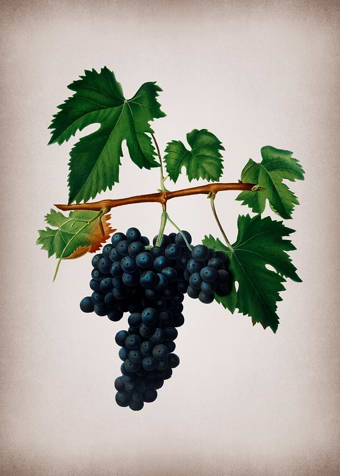 Vintage Lacrima Grapes Art