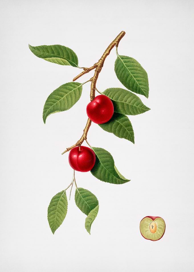 Vintage Cherry Fruit Flora