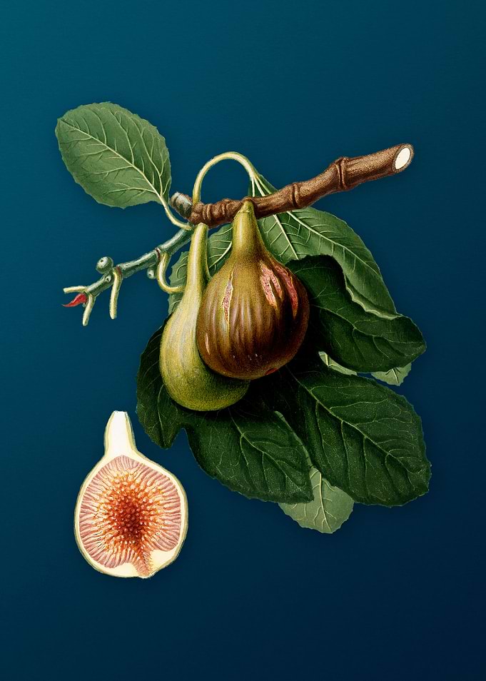 Vintage Figs Illustration