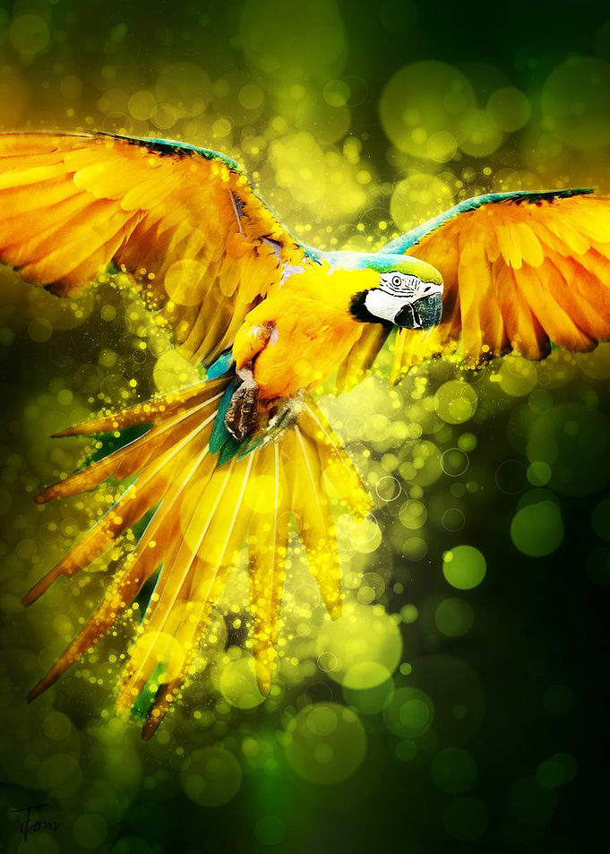 Macaw