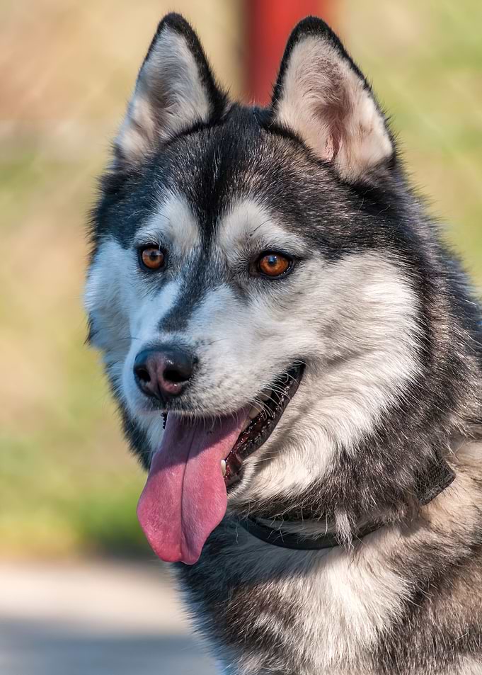 Portrait of a sleddog