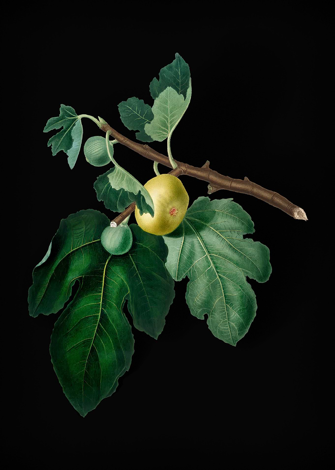 Vintage Fig Fruit Poster