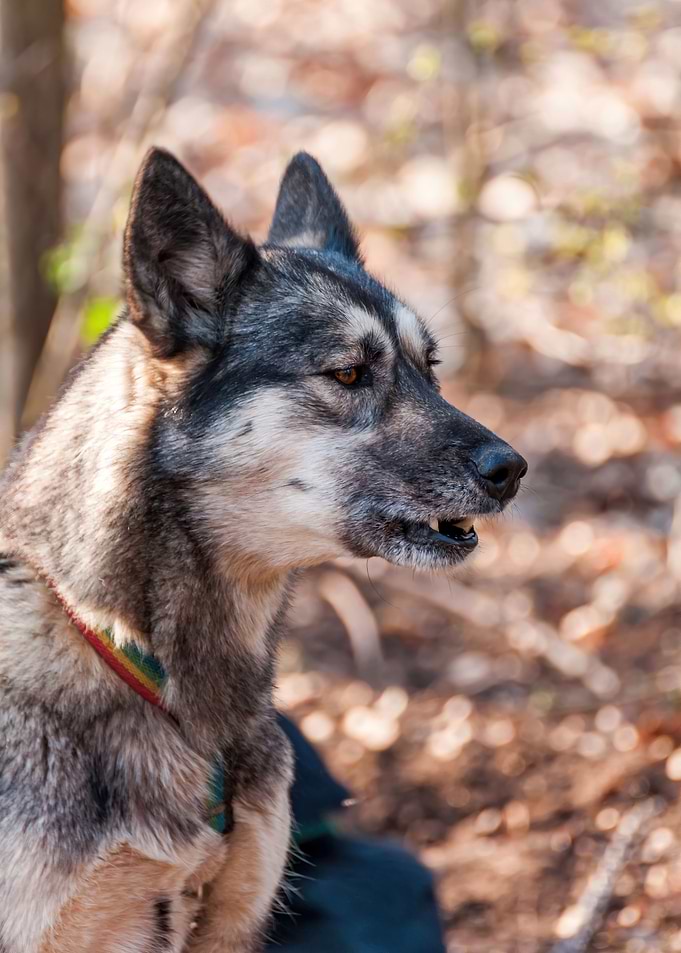 Portrait of a sleddog