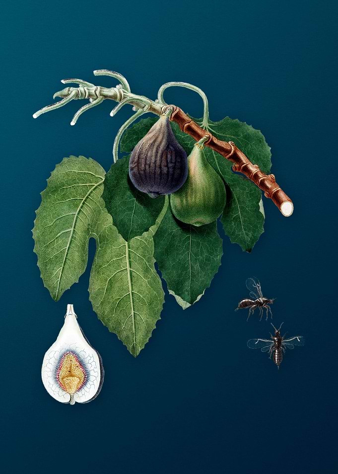 Vintage Figs Illustration