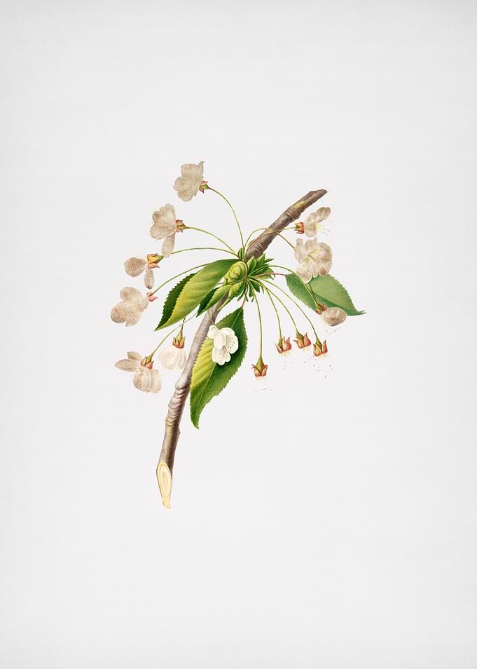 Vintage Cherry Plum Flower